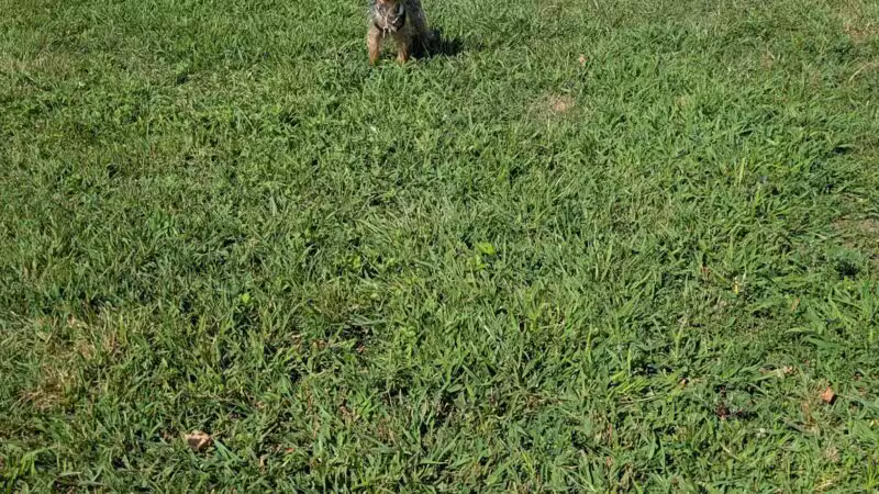 Bay Park Dog Park - East Rockaway, NY