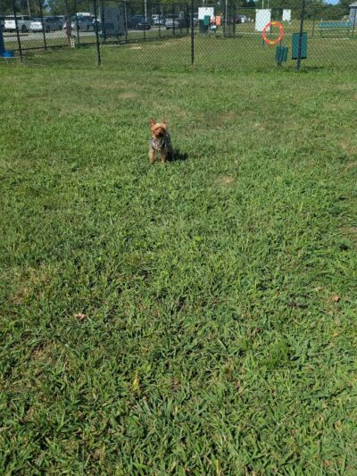 Bay Park Dog Park - East Rockaway, NY