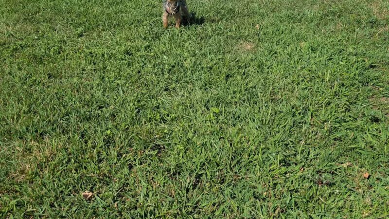 Bay Park Dog Park - East Rockaway, NY