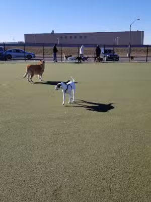 Bay Park Dog Park - East Rockaway, NY