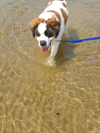 Tawas Point Dog Beach - East Tawas,