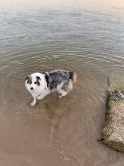 Tawas Point Dog Beach - East Tawas,