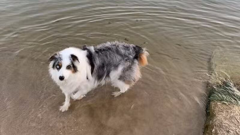 Tawas Point Dog Beach - East Tawas,