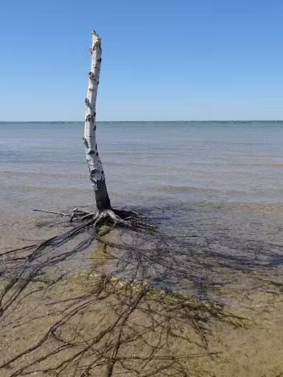 Tawas Point Dog Beach - East Tawas,