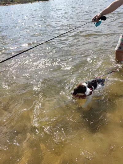 Tawas Point Dog Beach - East Tawas,