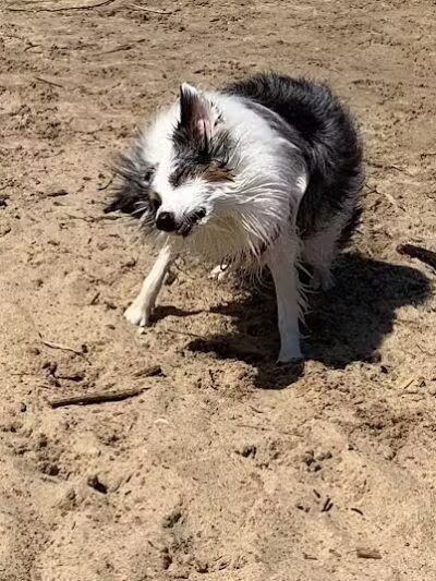 Tawas Point Dog Beach - East Tawas,