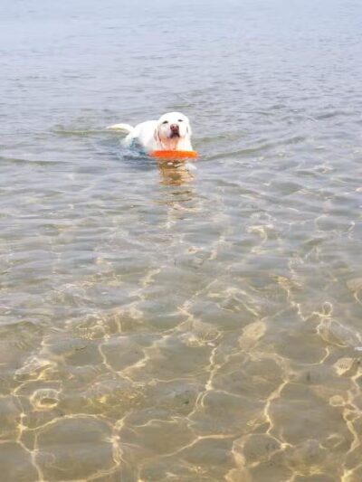 Tawas Point Dog Beach - East Tawas,