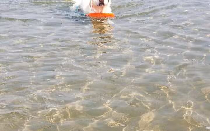 Tawas Point Dog Beach - East Tawas,