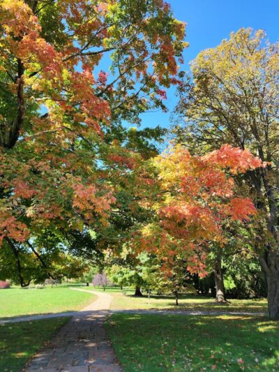 Bird park -church - East Walpole, MA