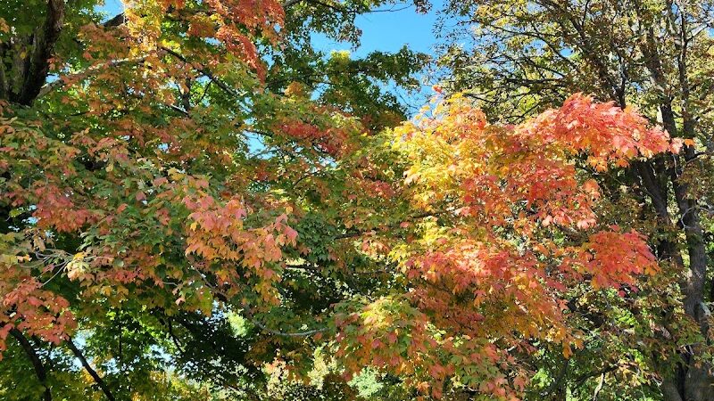 Bird park -church - East Walpole, MA
