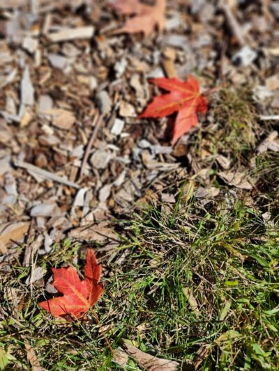 Bird park -church - East Walpole, MA