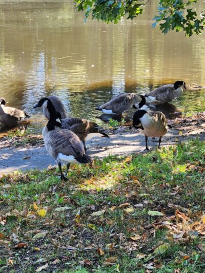 Bird park -church - East Walpole, MA