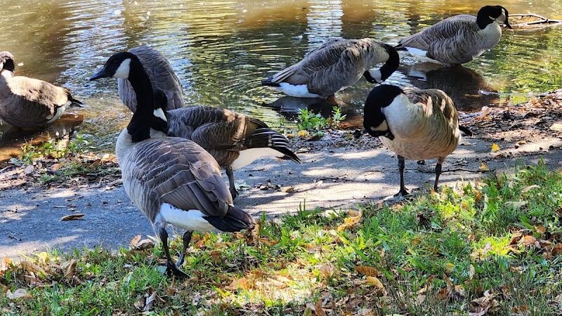 Bird park -church - East Walpole, MA