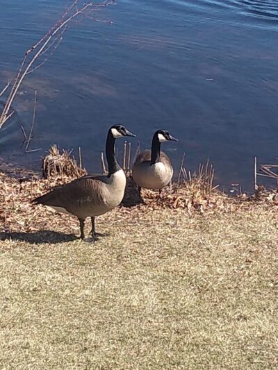 Bird Park Parking - East Walpole, MA