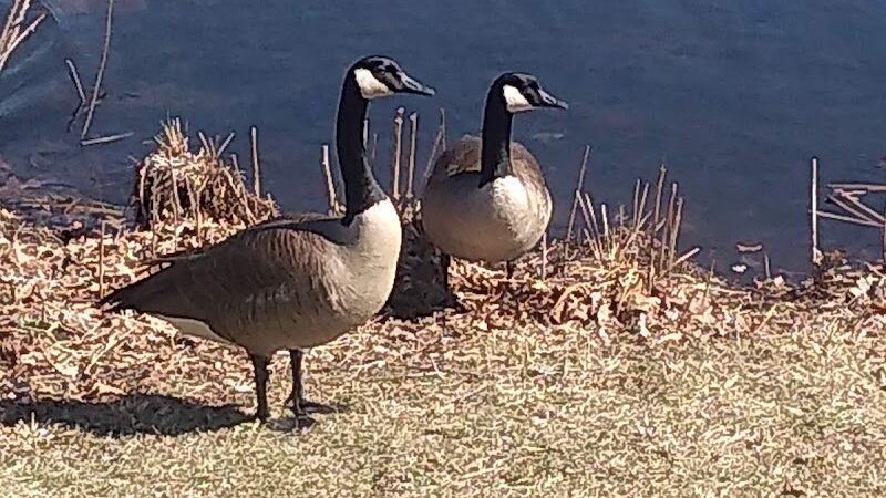 Bird Park Parking - East Walpole, MA