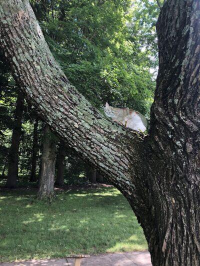 Bird Park Parking - East Walpole, MA