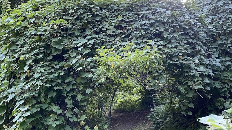 Endean Trail - East Walpole, MA