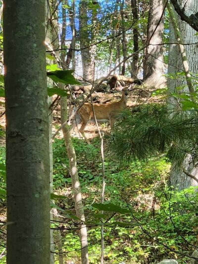 Endean Trail - East Walpole, MA