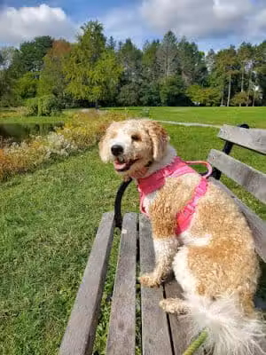 Francis William Bird Park - East Walpole, MA