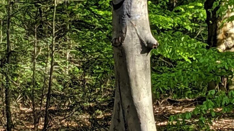 Francis William Bird Park - East Walpole, MA