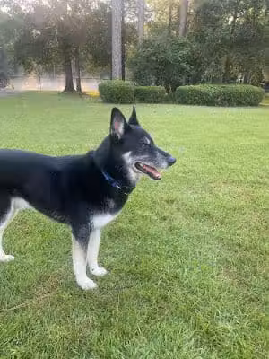 The Backyard K9 Boarding & Daycare - Eastman, GA
