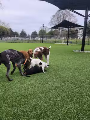 Easton Dog Park - Easton, MD