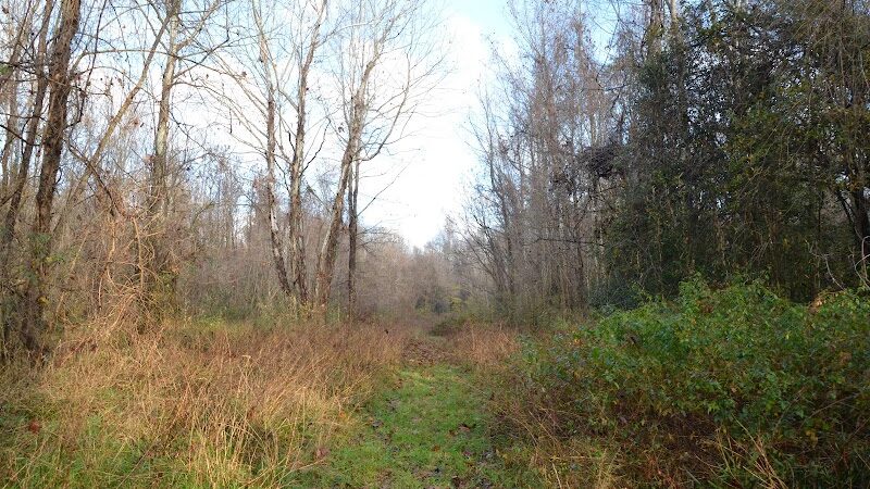 Fork Swamp Trailhead - Eastover, SC