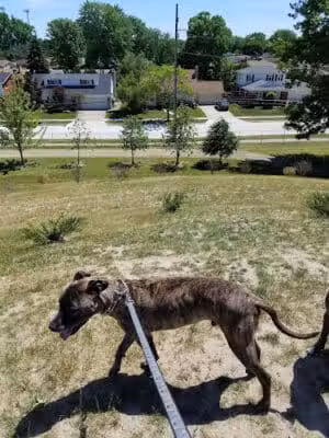 Eastpointe Spindler Park - Eastpointe,
