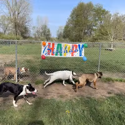 Island City Dog Park - Eaton Rapids, MI