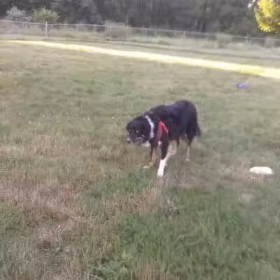Island City Dog Park - Eaton Rapids, MI