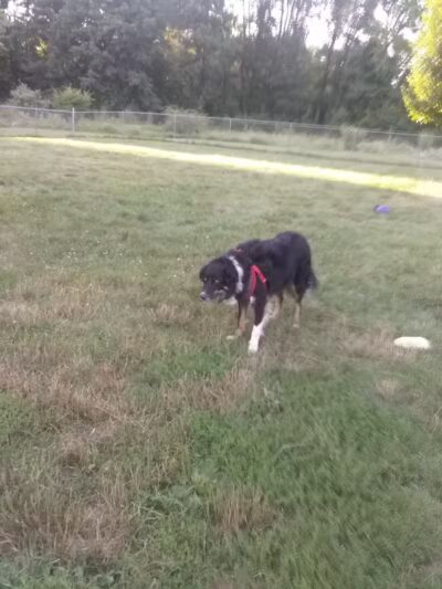 Island City Dog Park - Eaton Rapids, MI