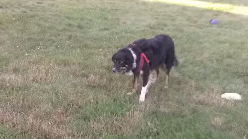 Island City Dog Park - Eaton Rapids, MI