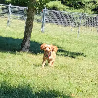Island City Dog Park - Eaton Rapids, MI