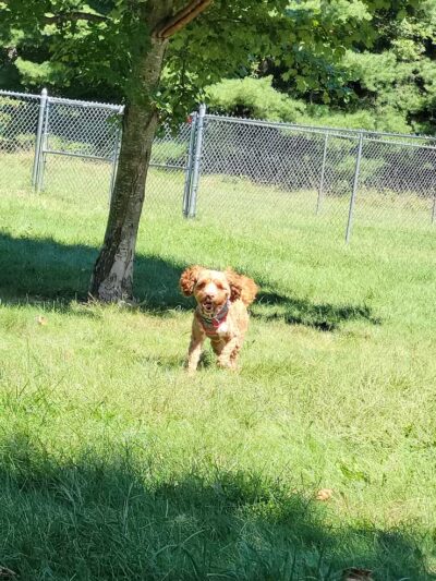 Island City Dog Park - Eaton Rapids, MI