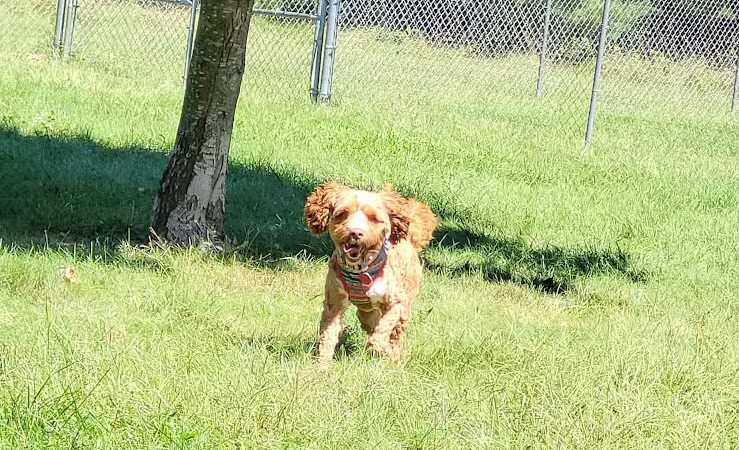 Island City Dog Park - Eaton Rapids, MI