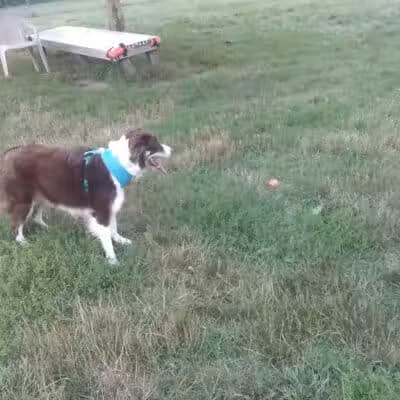 Island City Dog Park - Eaton Rapids, MI