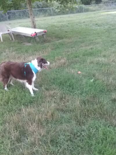 Island City Dog Park - Eaton Rapids, MI