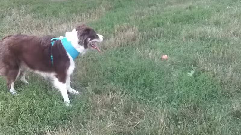 Island City Dog Park - Eaton Rapids, MI