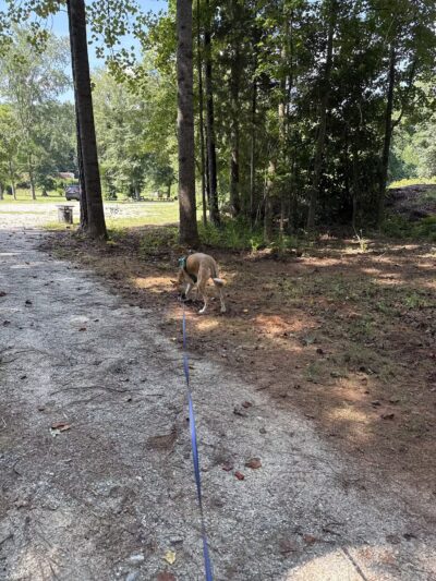 Butterflies & Blooms in the Briar Patch - Eatonton, GA