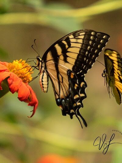 Butterflies & Blooms in the Briar Patch - Eatonton, GA