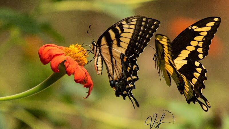 Butterflies & Blooms in the Briar Patch - Eatonton, GA