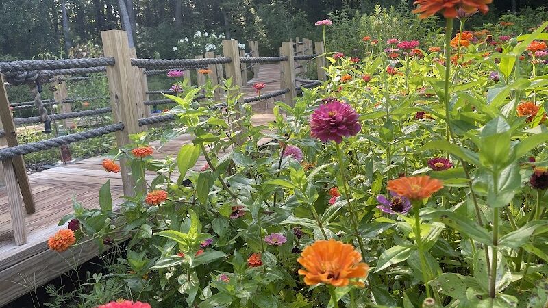 Butterflies & Blooms in the Briar Patch - Eatonton, GA