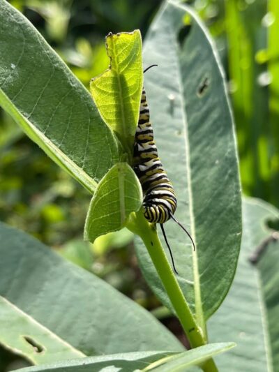 Butterflies & Blooms in the Briar Patch - Eatonton, GA