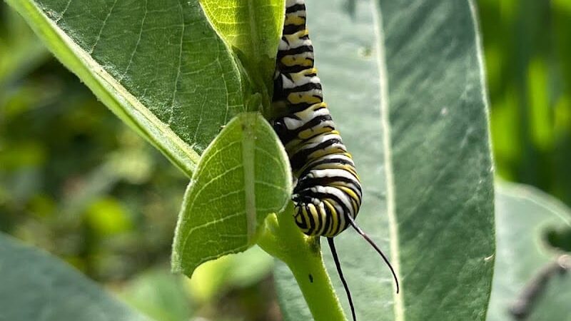 Butterflies & Blooms in the Briar Patch - Eatonton, GA