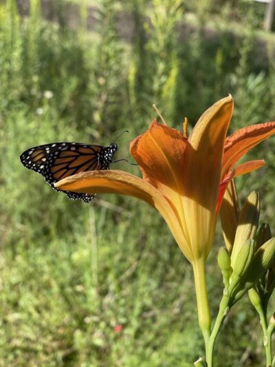Butterflies & Blooms in the Briar Patch - Eatonton, GA