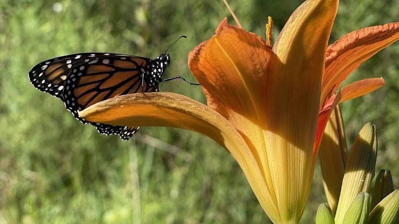 Butterflies & Blooms in the Briar Patch - Eatonton, GA