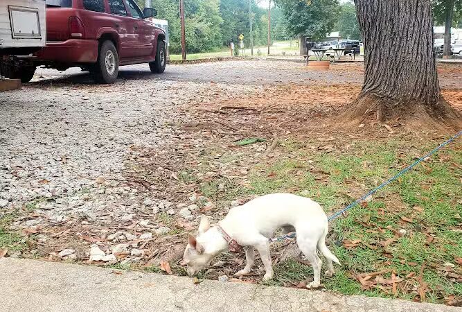 Oconee Springs Park - Eatonton, GA