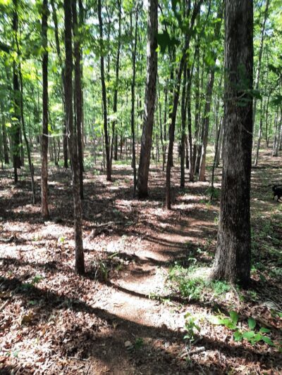 Rock Hawk - Eatonton, GA