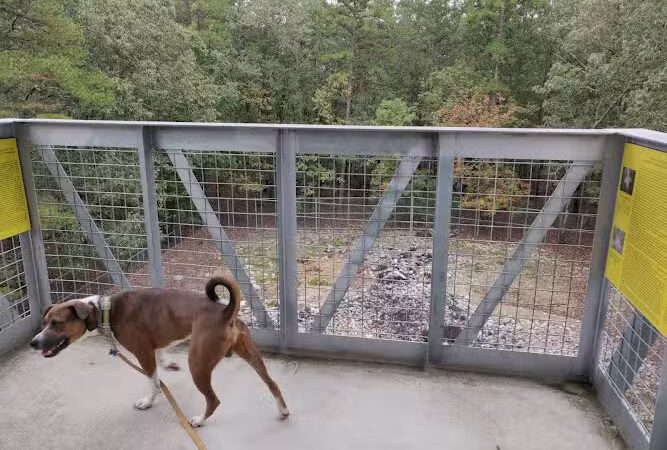 Rock Hawk - Eatonton, GA