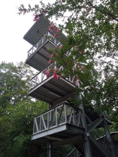 Rock Hawk - Eatonton, GA